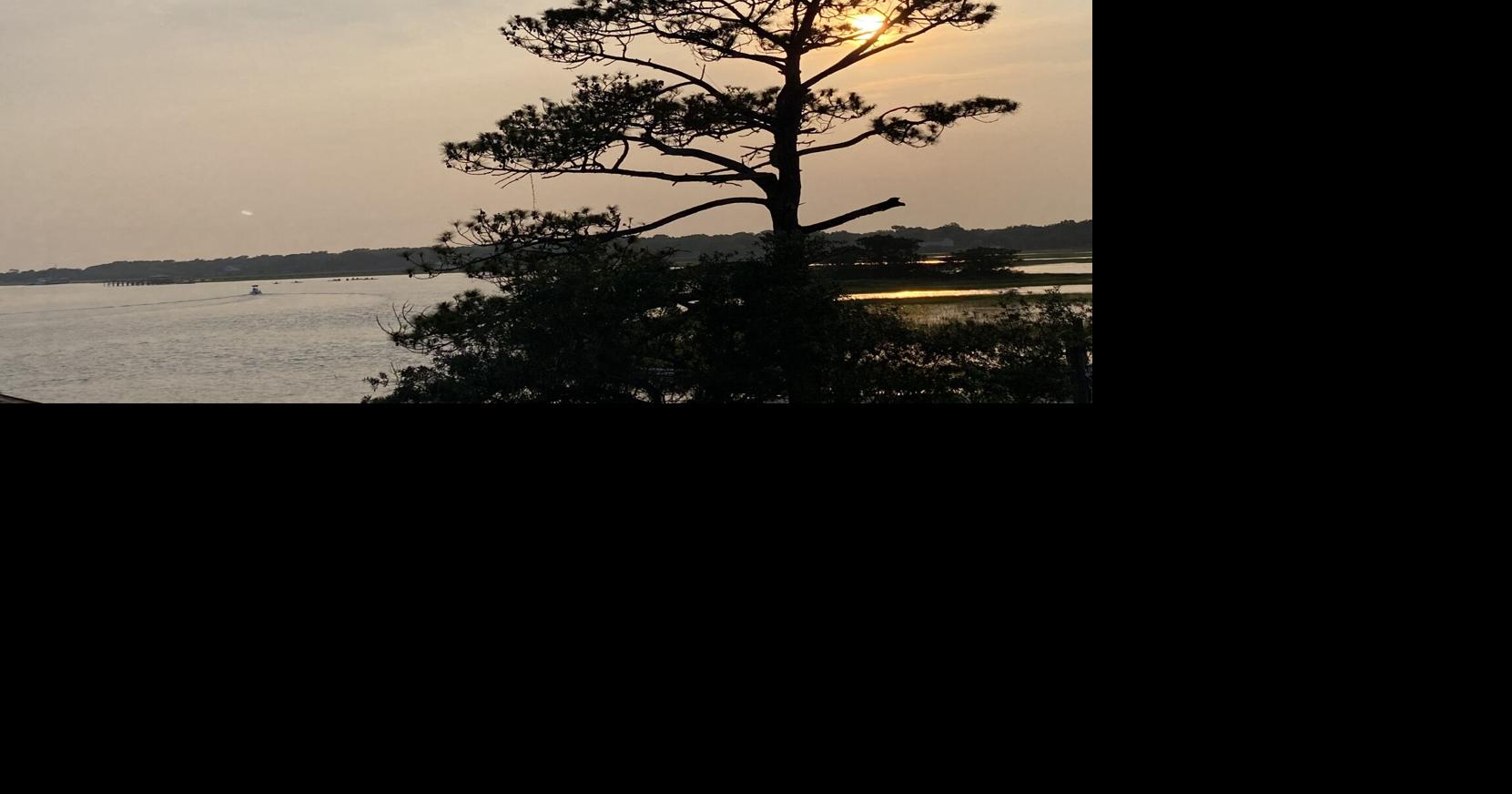 Still Here: South Carolina is tree country. Here are 3 noble trees that define our state