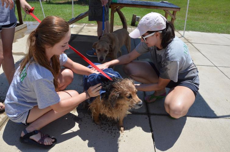 animal-connection-a-letter-of-thanks-to-spca-albrecht-center