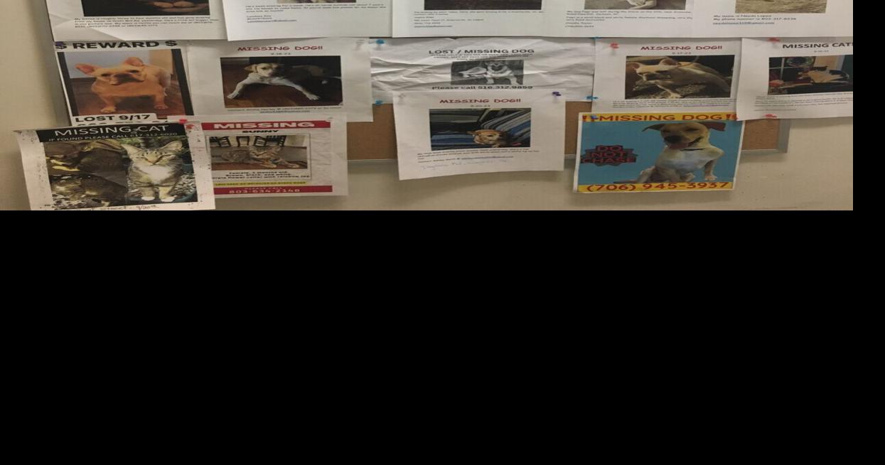 FOTAS Here’s what to do if your pet goes missing Features