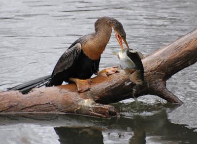 Cormorant Removal Returns On Marion Moultrie Lakes Archives Postandcourier Com