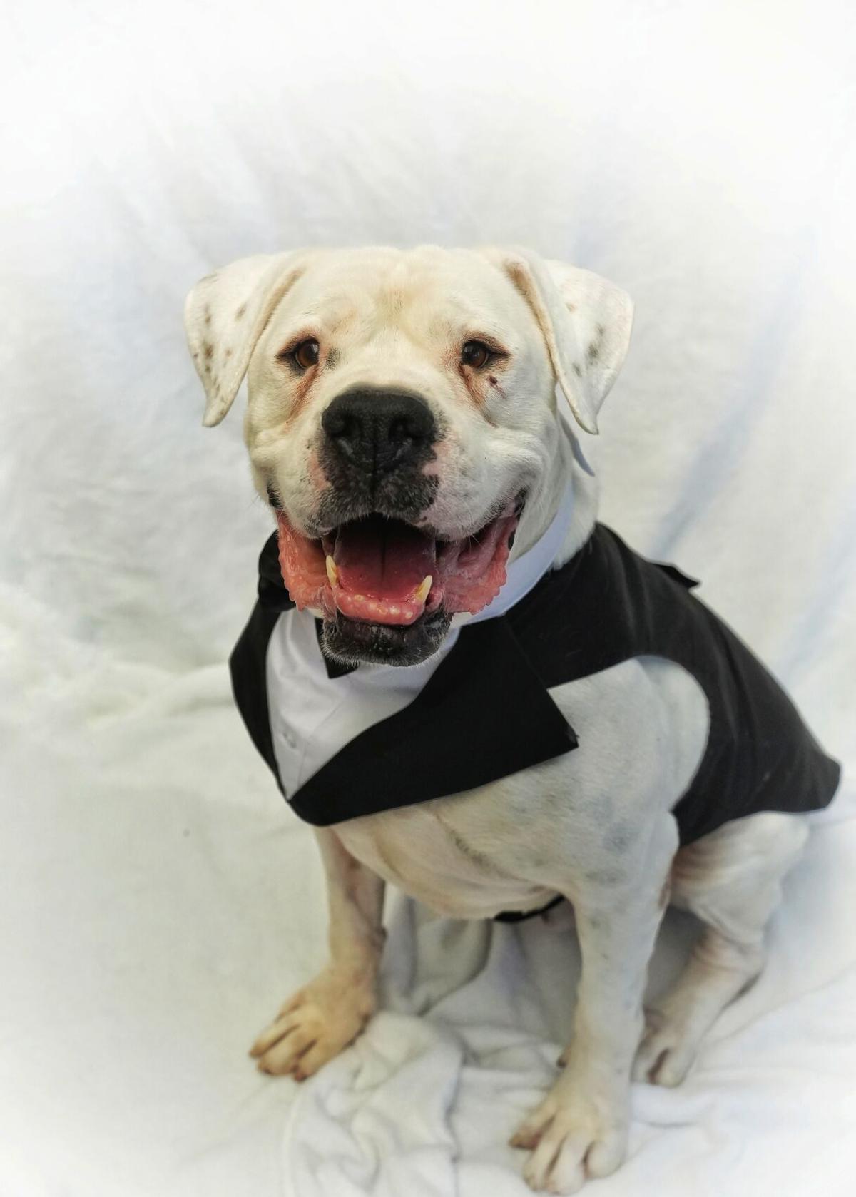 ANIMAL CONNECTION: Pitbull-type shelter dogs face discrimination, but deserve a chance to find a home | Features ANIMAL CONNECTION: Pitbull-type shelter dogs face discrimination, but deserve a chance to find a home | Features