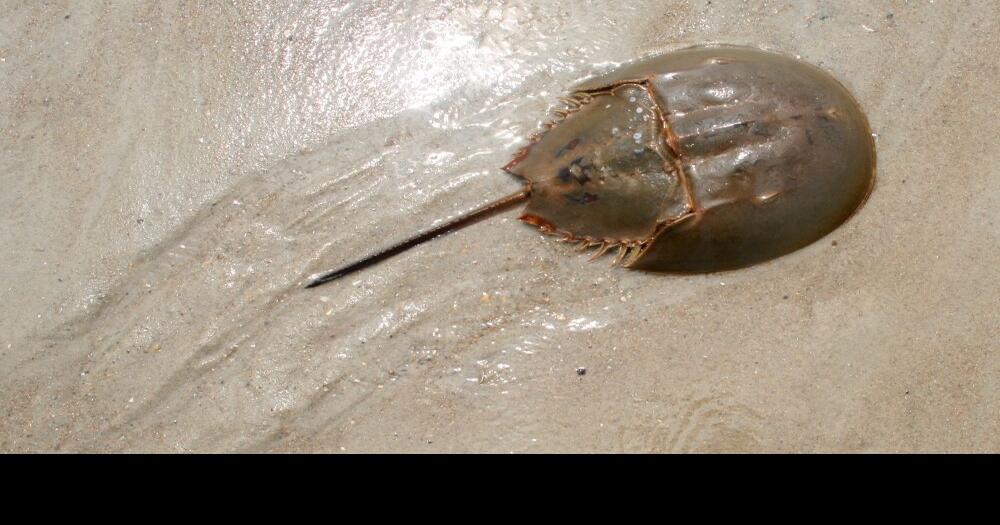 Principal 143+ imagen crabs from toilet seat In.thptnganamst.edu.vn