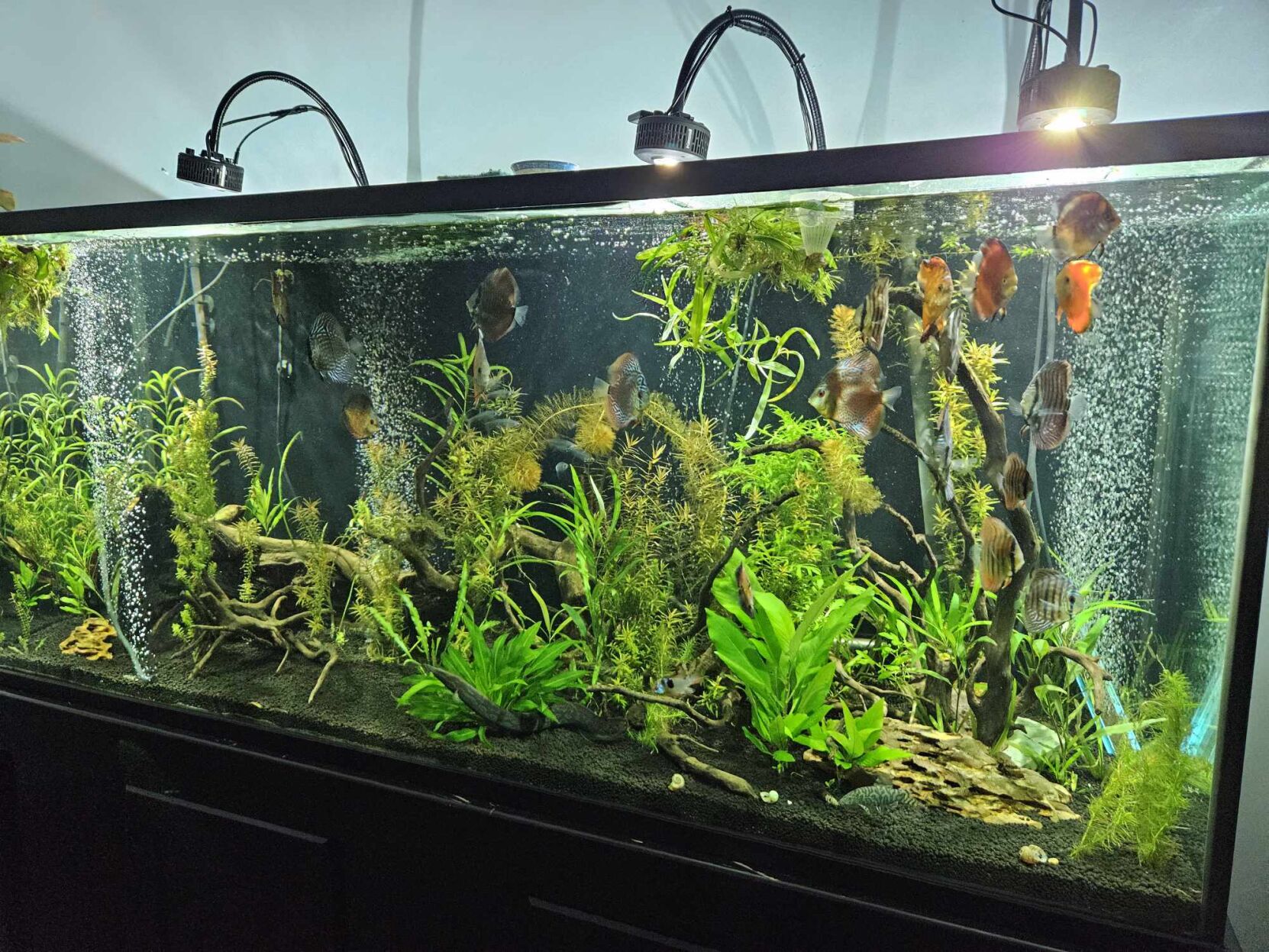 Survey highlights aquascaping among SC hobbies for 2024 Features