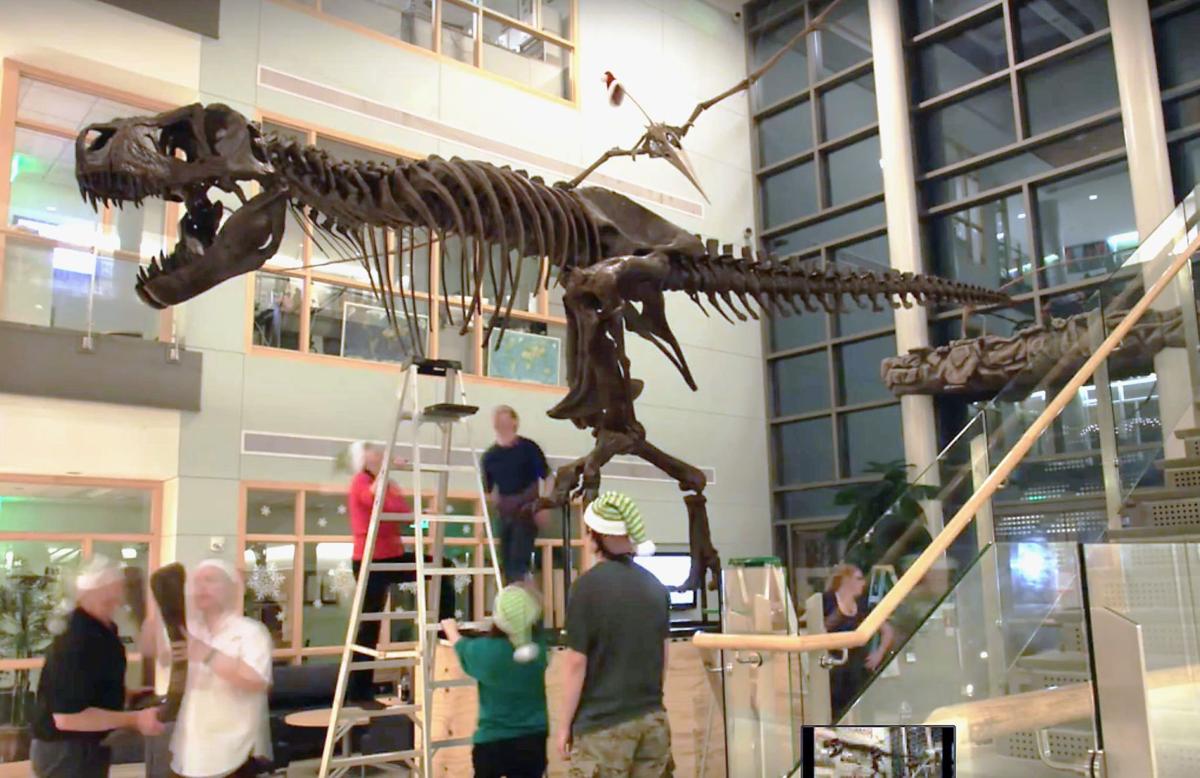 âBuckyâ dinosaur rears up at College of Charleston | Archives | postandcourier.com