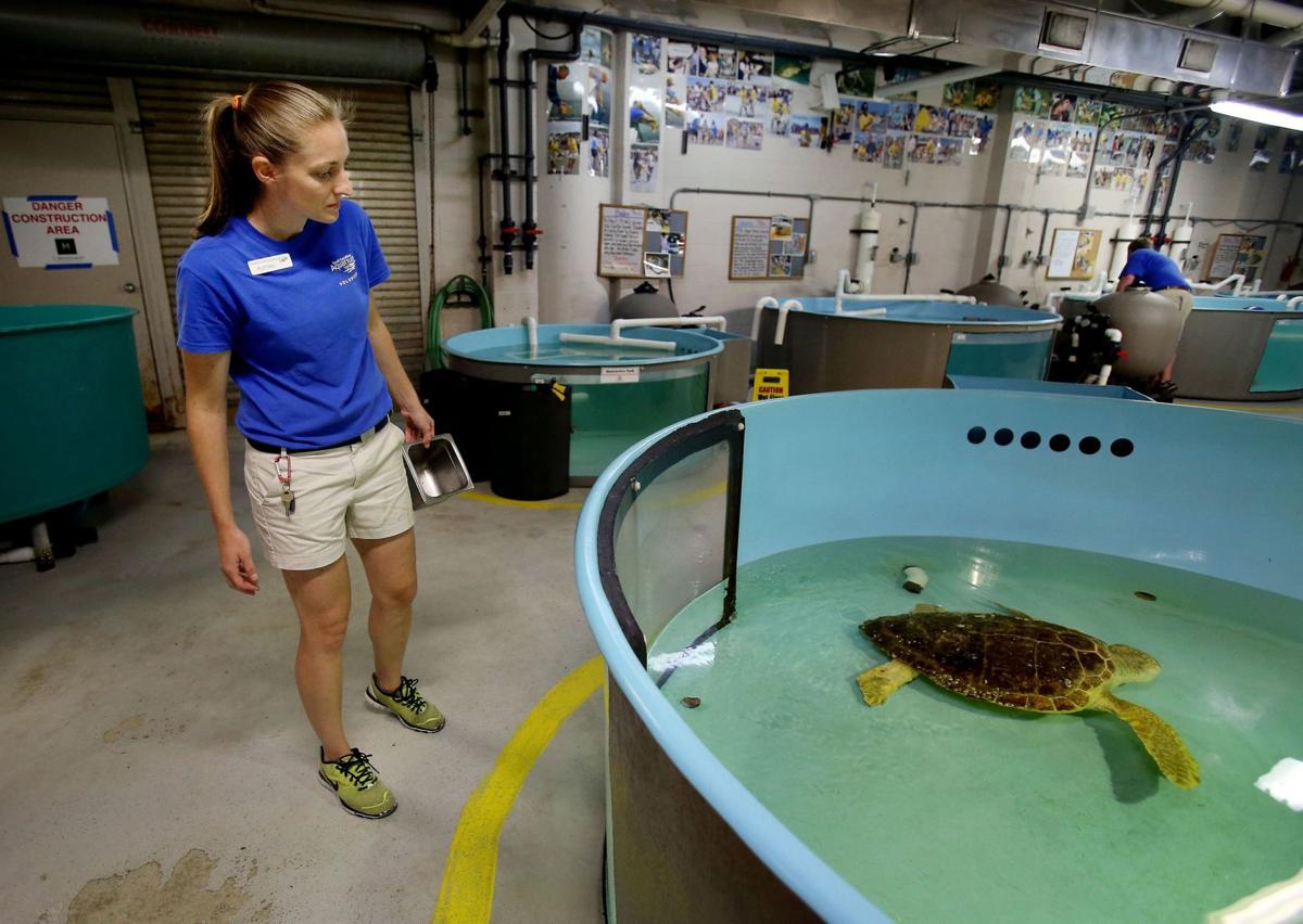 Sea Turtles