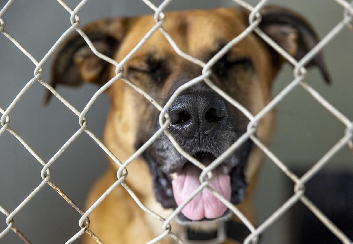 dorchester paws12.JPG