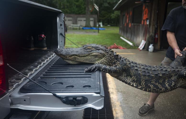 Photos Cordray's legendary processing and taxidermy in the middle of