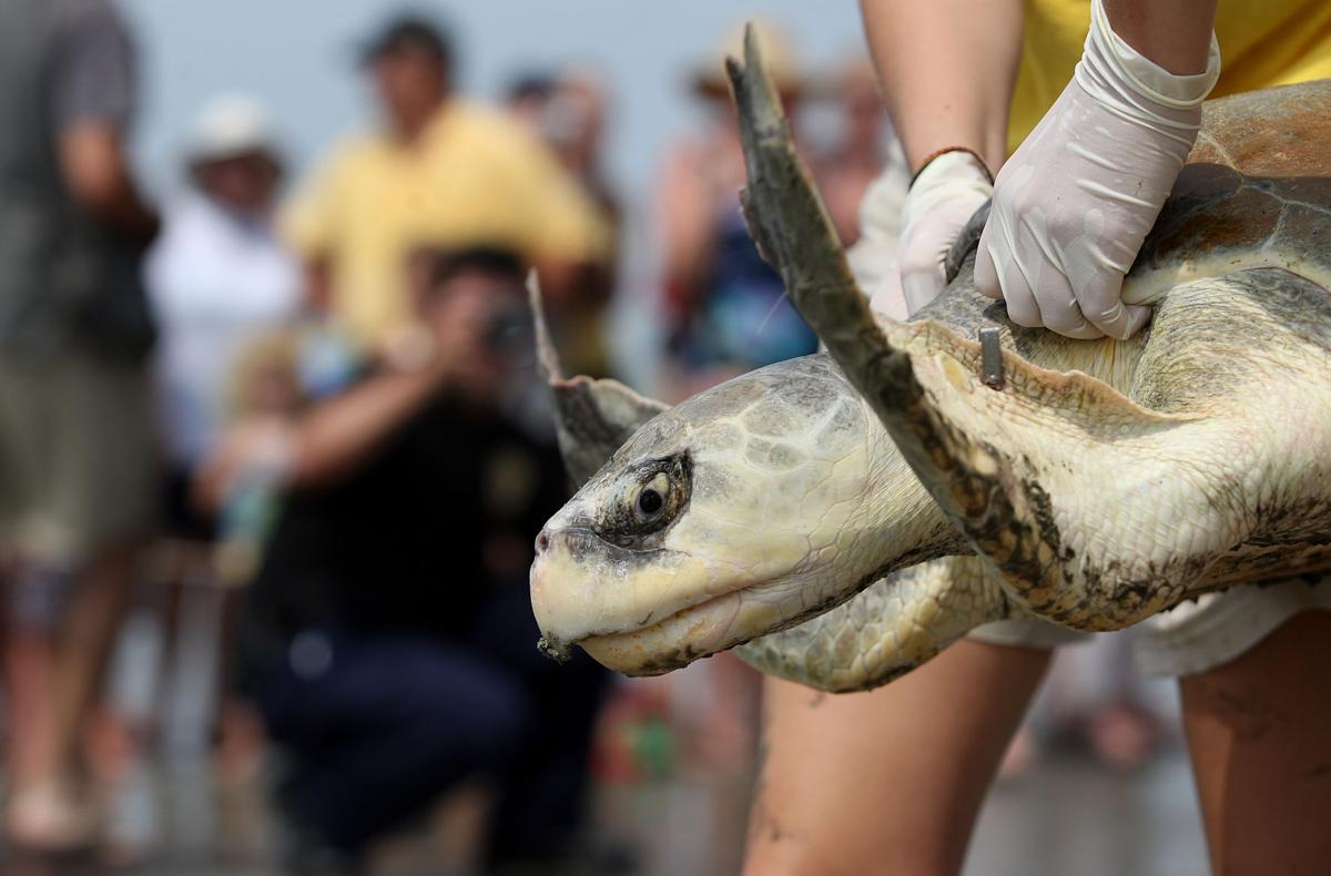 Turtle Release