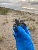 Rare two-headed sea turtle found during nest inventory at Edisto Beach State Park