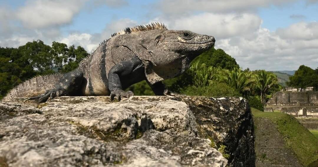 ECOVIEWS: Vicarious ecology has much to offer