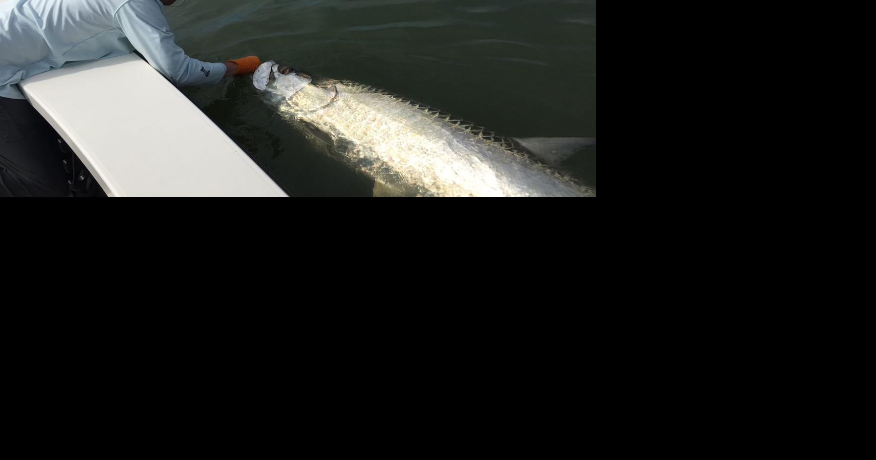 Like the weather, tarpon fishing is hot in South Carolina