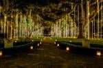 Enchantment and holiday bliss await at Brookgreen Gardens
