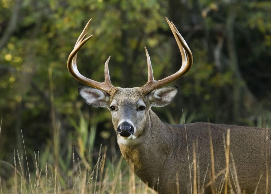 How To Avoid Toxoplasmosis A Parasite Found In Venison Beef Pork And Sheep Hunting Postandcourier Com