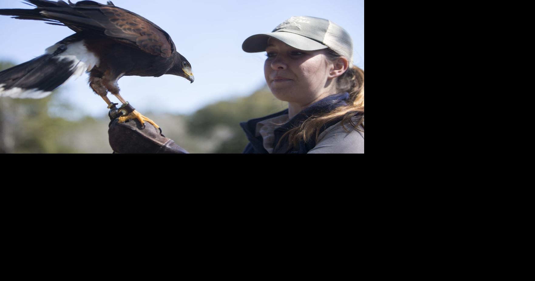 Letters: Young hawk visit to backyard inspiring