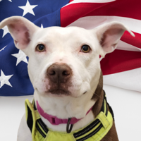 ANIMAL CONNECTION: July 4 is no fun for pets; here's how to help