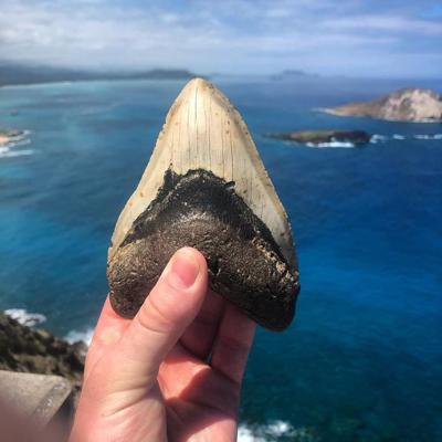 Megalodon shark teeth featured at Flowertown