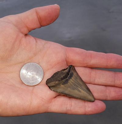 Beach Goers Are Turning Up Shark Teeth And Offs Storms May Be Beach Goers Are Turning Up Shark Teeth
