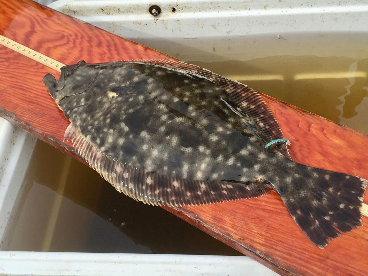 Flounder numbers at record low; Recent studies show troubling ...