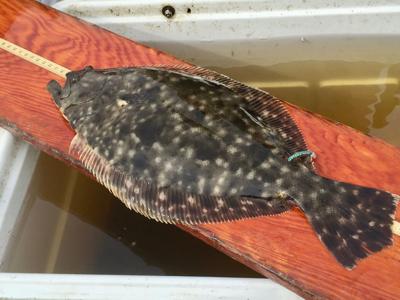 Flounder numbers at record low; Recent studies show troubling ...