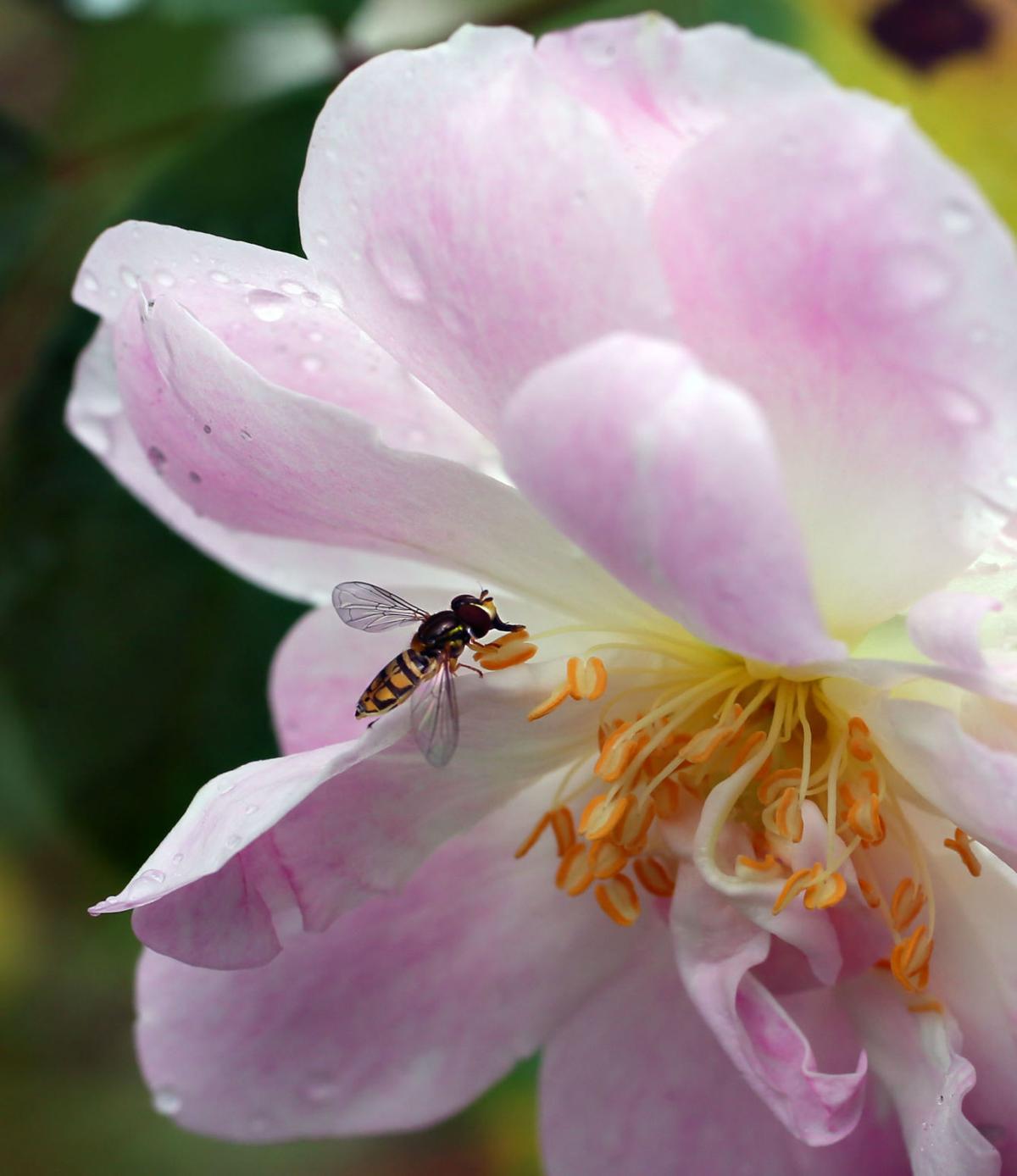 pollinating fly loose champneys rose.jpg