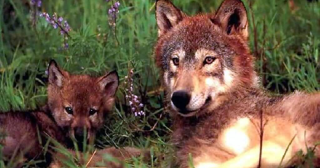 Brookgreen Gardens soon to be home to pack of endangered red wolves | Myrtle Beach News