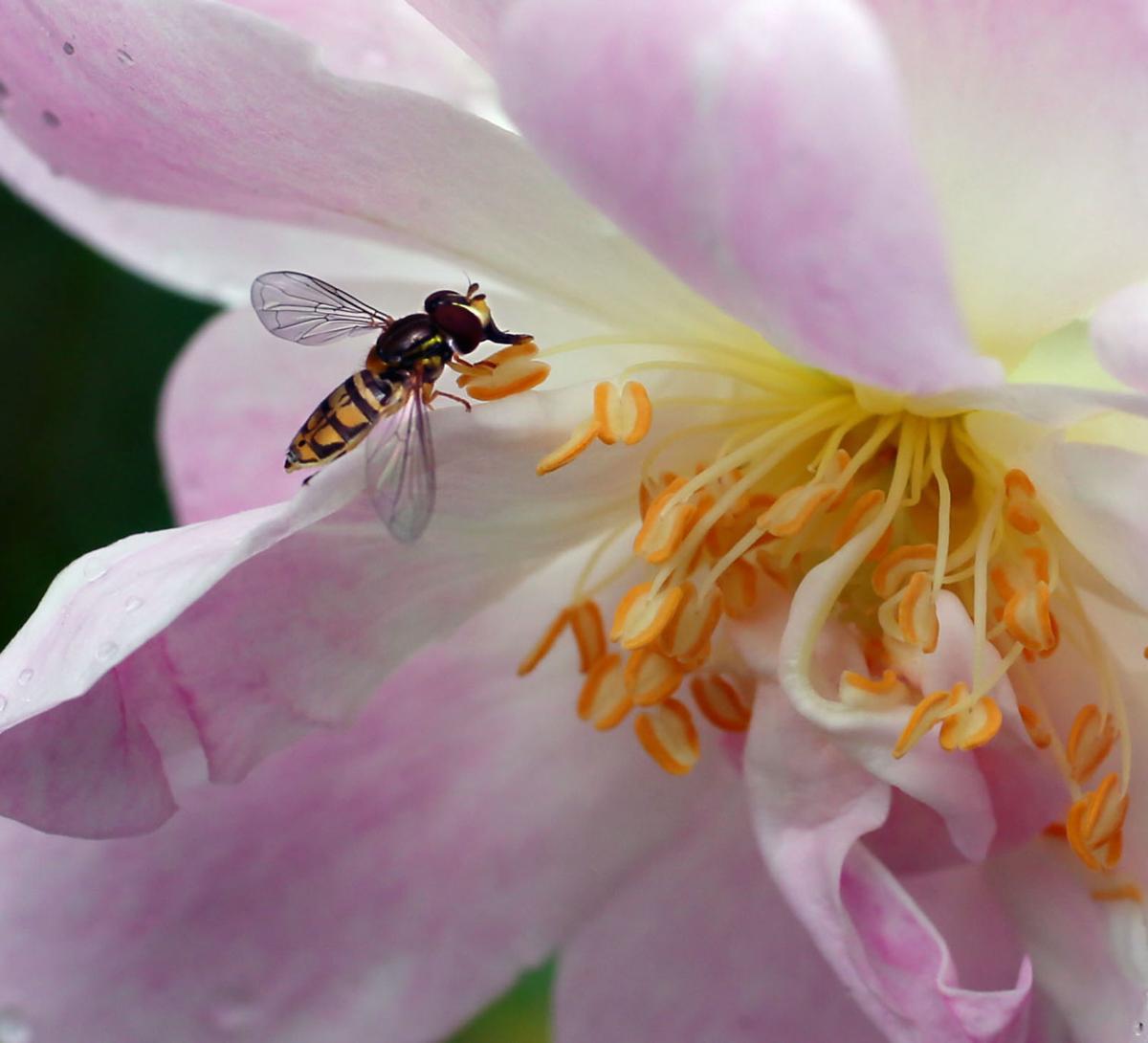 pollinating fly tight champneys rose.jpg
