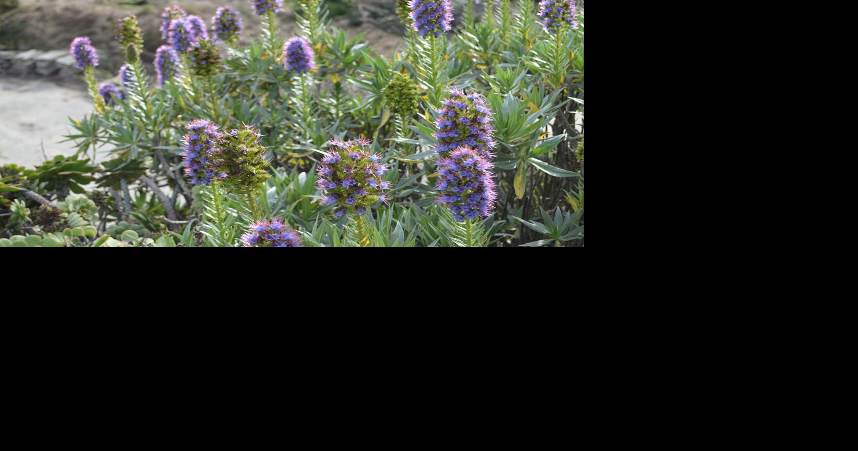 Reader photo pick of the week: Coastal plants