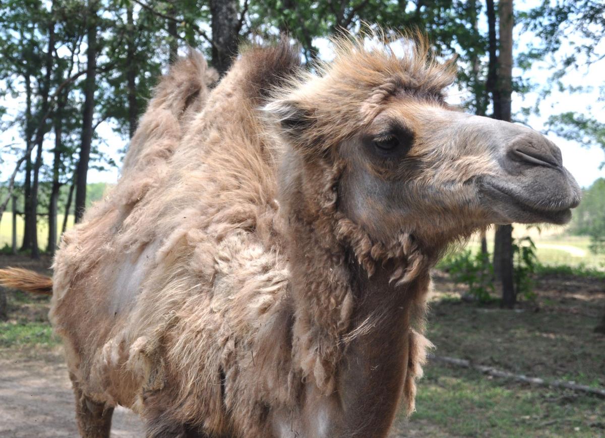 Exotic animals abound at Eudora Farms' drivethru wildlife safari park