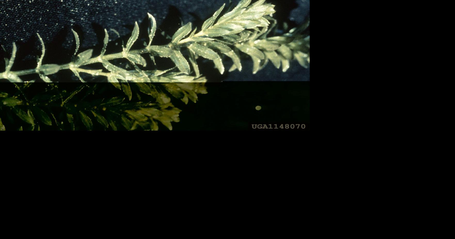 Weedeating fish added at Lake Murray Archives