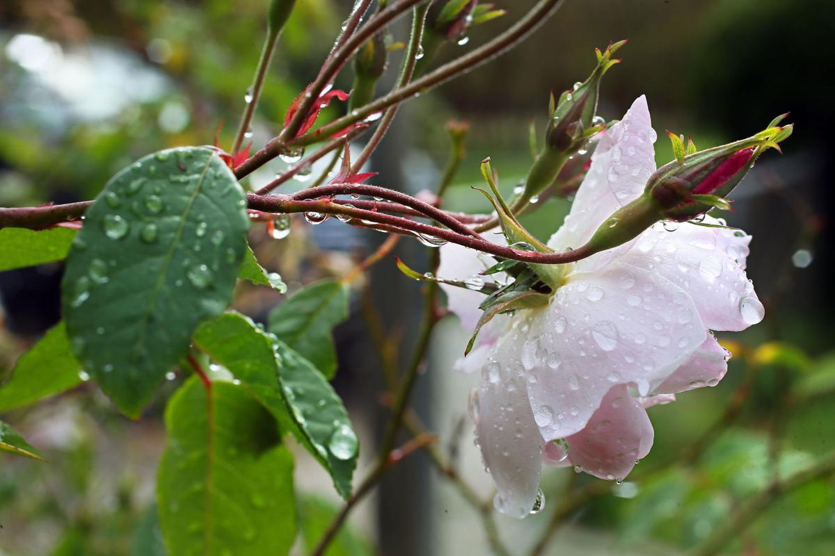 droplets side champneys rose.jpg