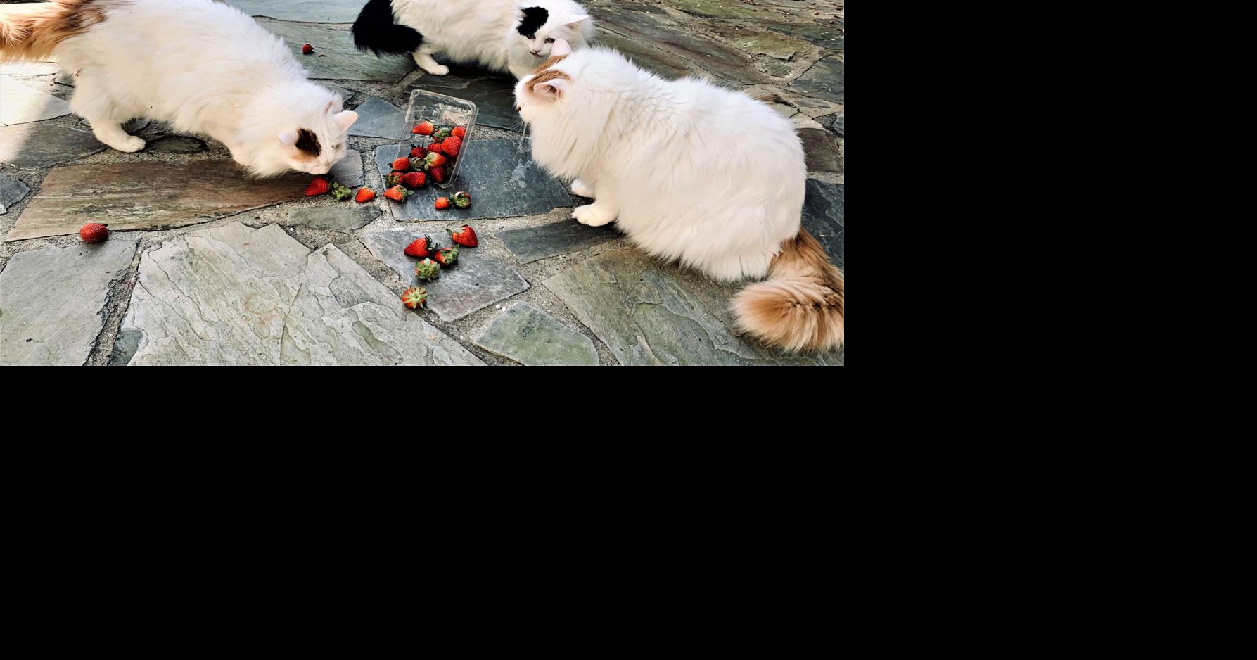 Do Dogs Like The Taste Of Catnip