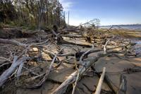 Fort Johnson dead trees.JPG