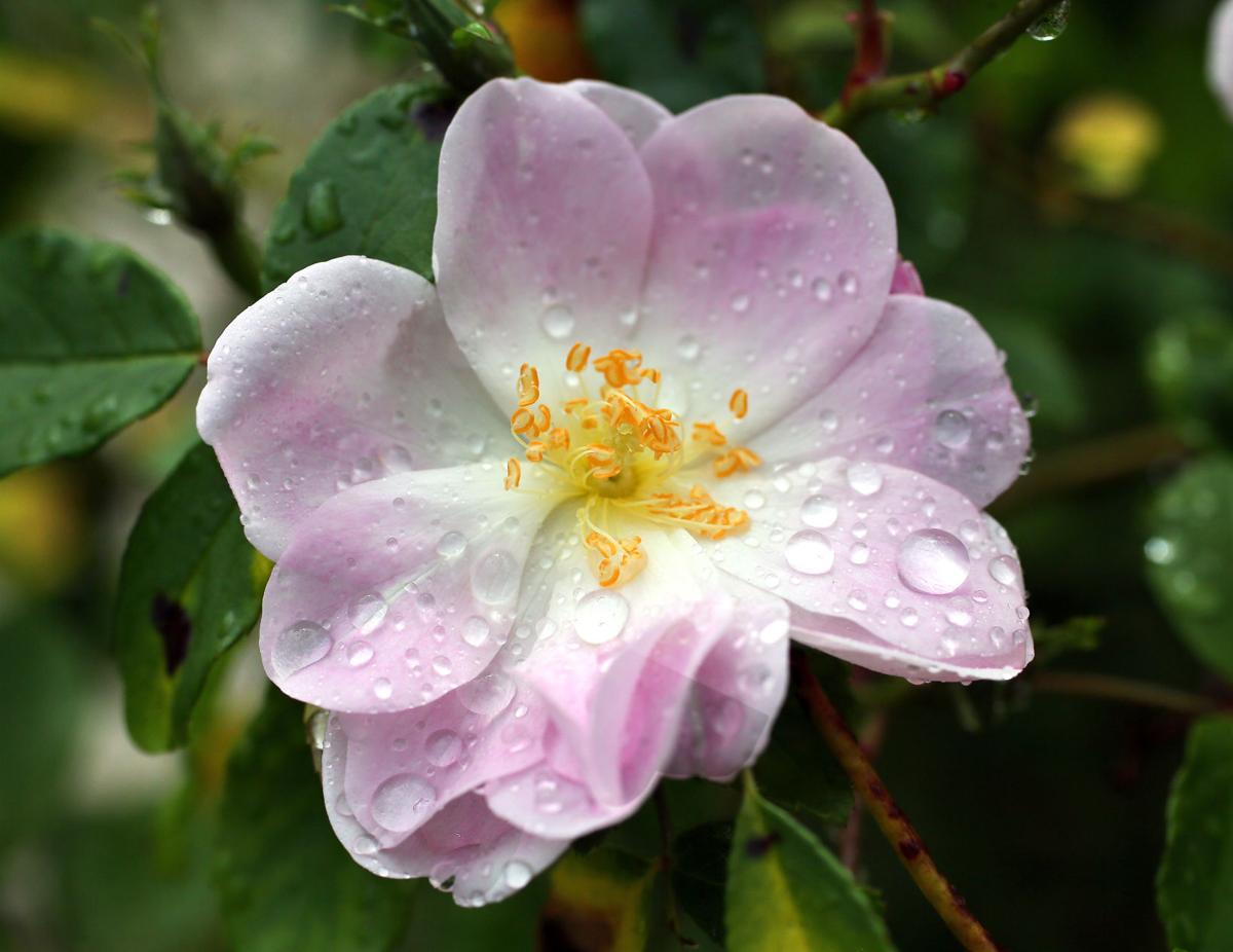 droplets top champneys rose.jpg