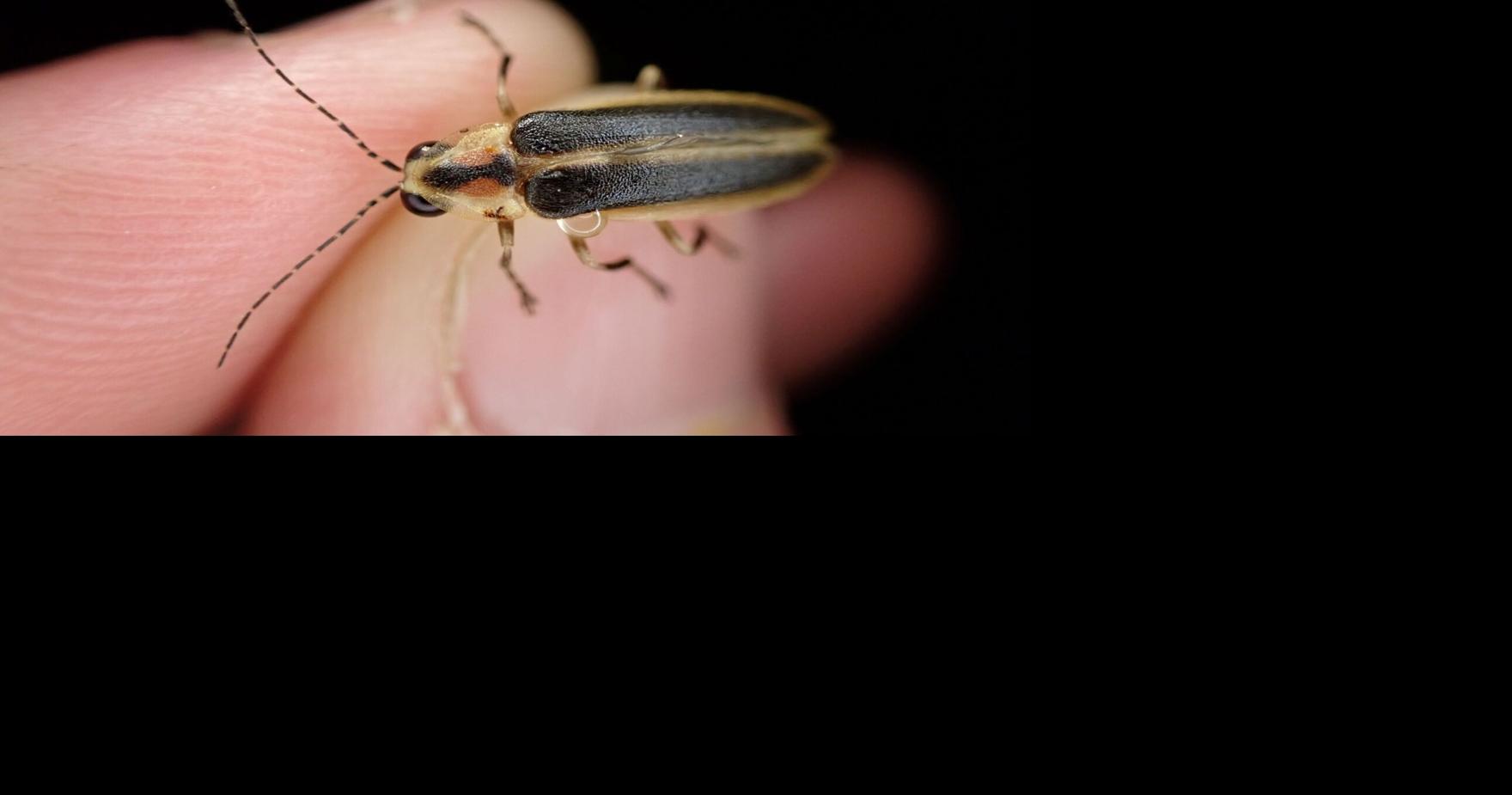 Rare firefly found in Upstate clears first step in getting federal protection