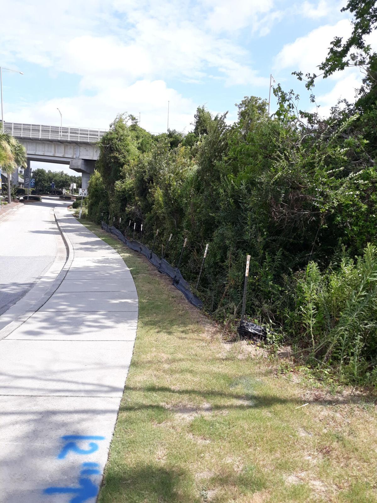 Cecilia S Scoop Maintenance Along Path By Pump Station On Harry Hallman Jr Blvd News Postandcourier Com