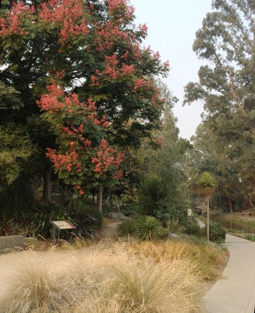 Gardening: If you are in California, a vacation to the UC Davis Arboretum is worth a visit | Features