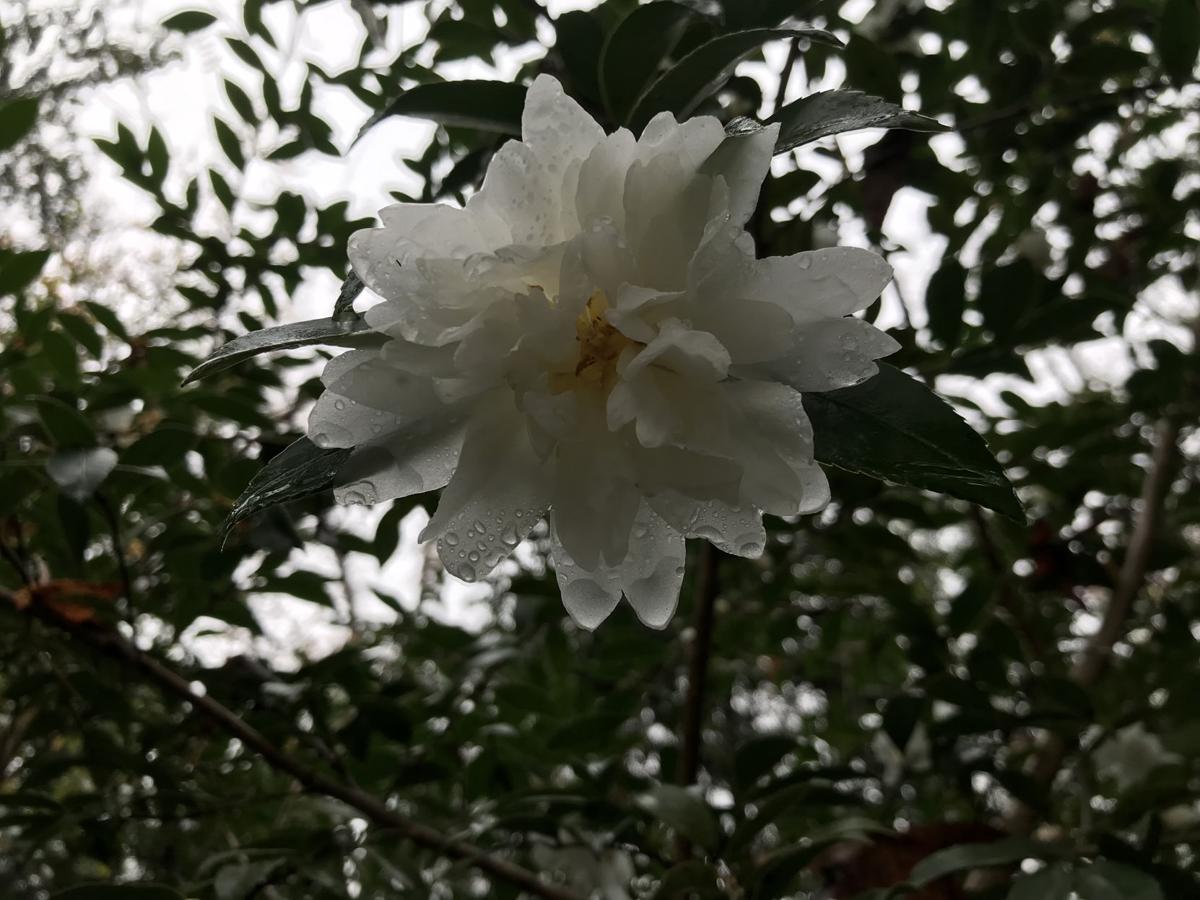 Gardening Growing Camellias A Great Way To Add Blooms To Fall Winter Garden Columnists Postandcourier Com
