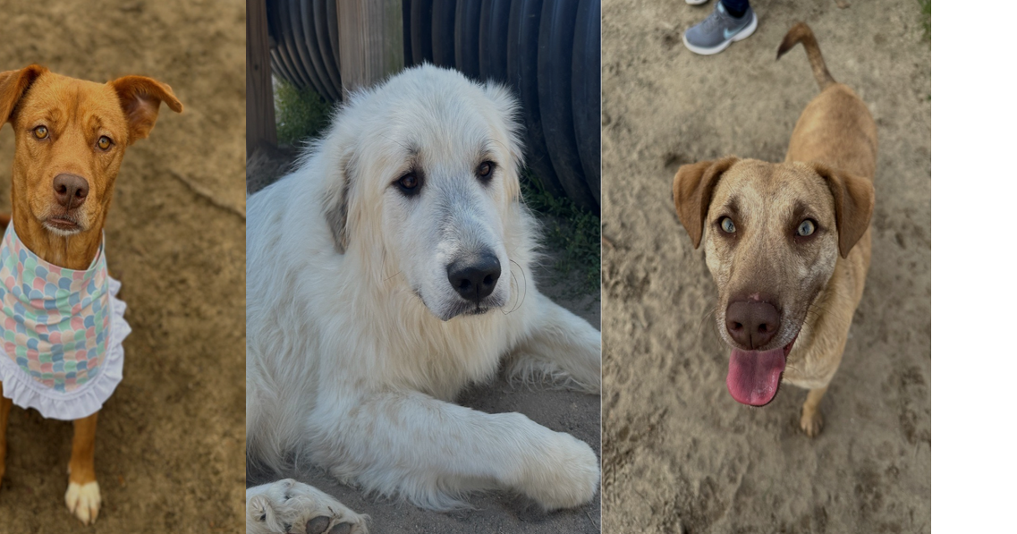 Snips and chips mandates for dogs could be coming to Lexington; animal