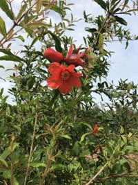 Gardening: Planting pomegranates in the Lowcountry
