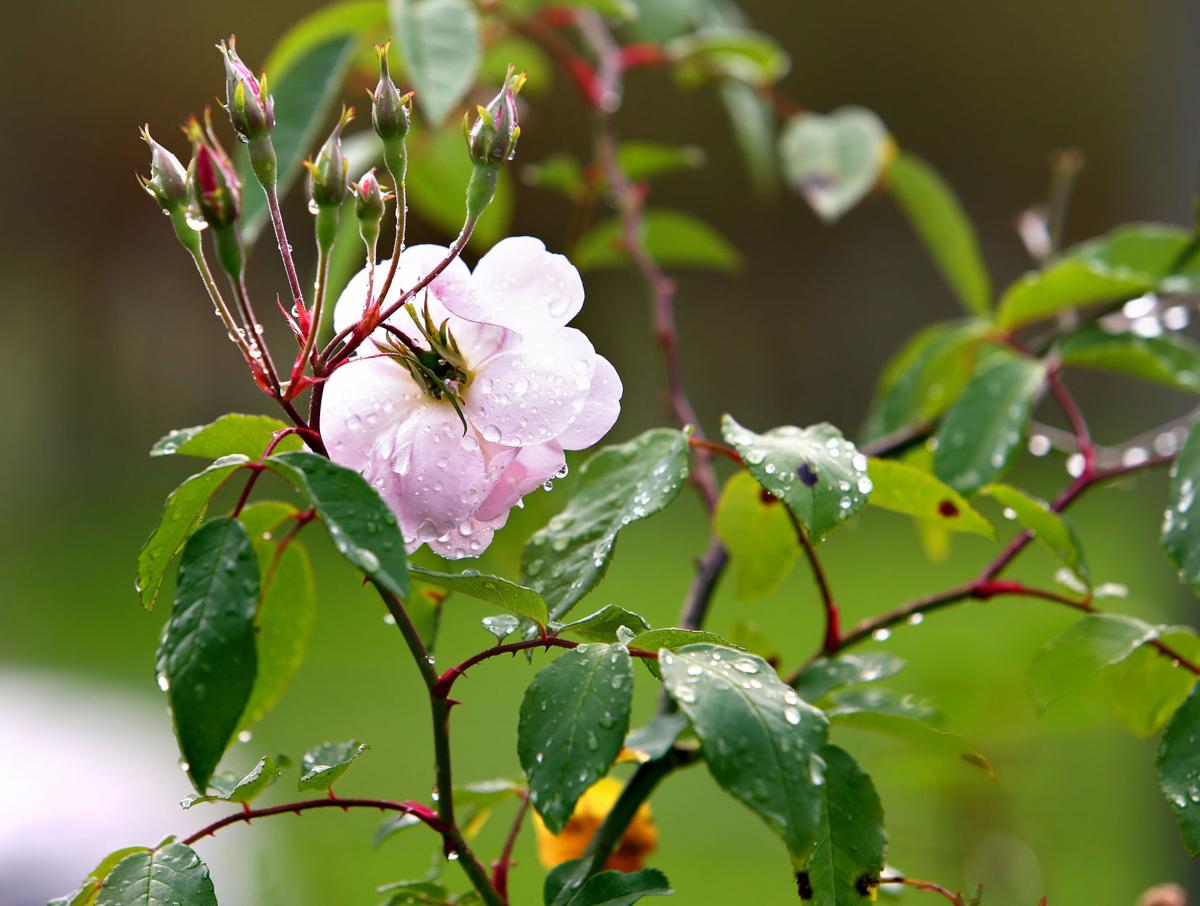 buds view champneys rose.jpg