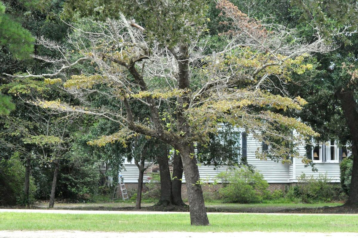 Plant experts Excessive flooding a cause for Flowertown's dying