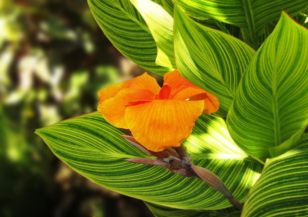 Cannas Are Easy Perennials For Summer Gardens Home And Garden