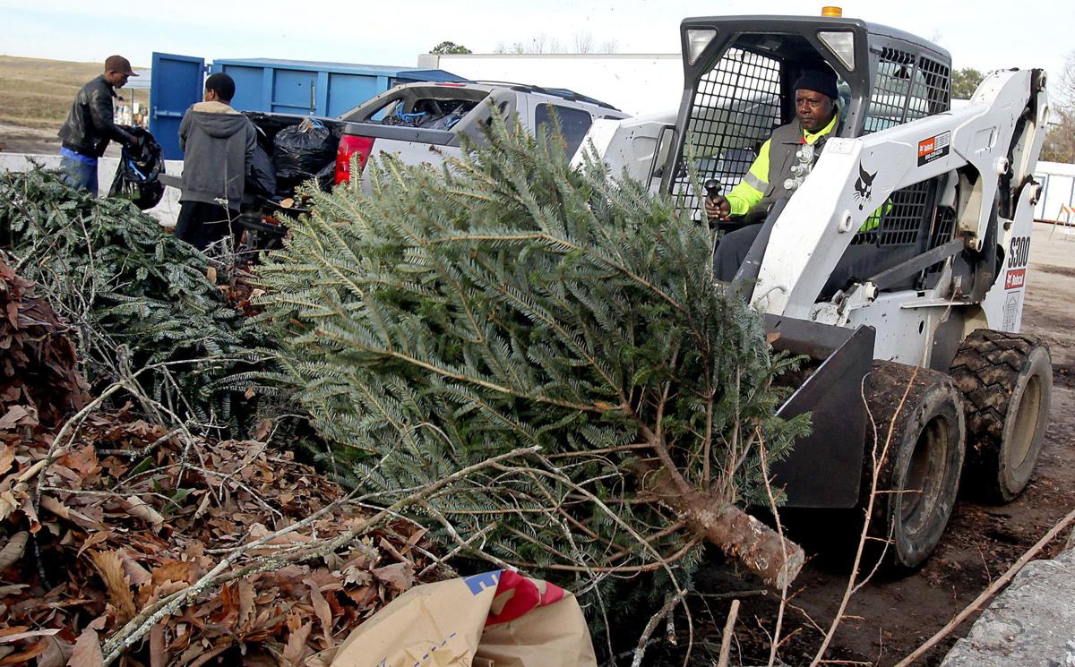 Do our Christmas tree disposal habits neglect the Feast of the Epiphany? | Arts and Travel