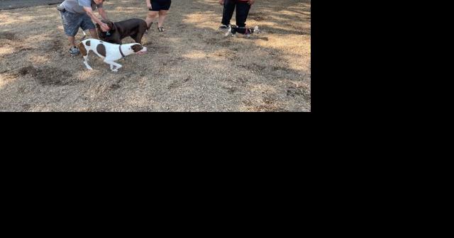 Dogs of all sizes Spartanburgs Rail Tail dog park reopens with separate play spaces