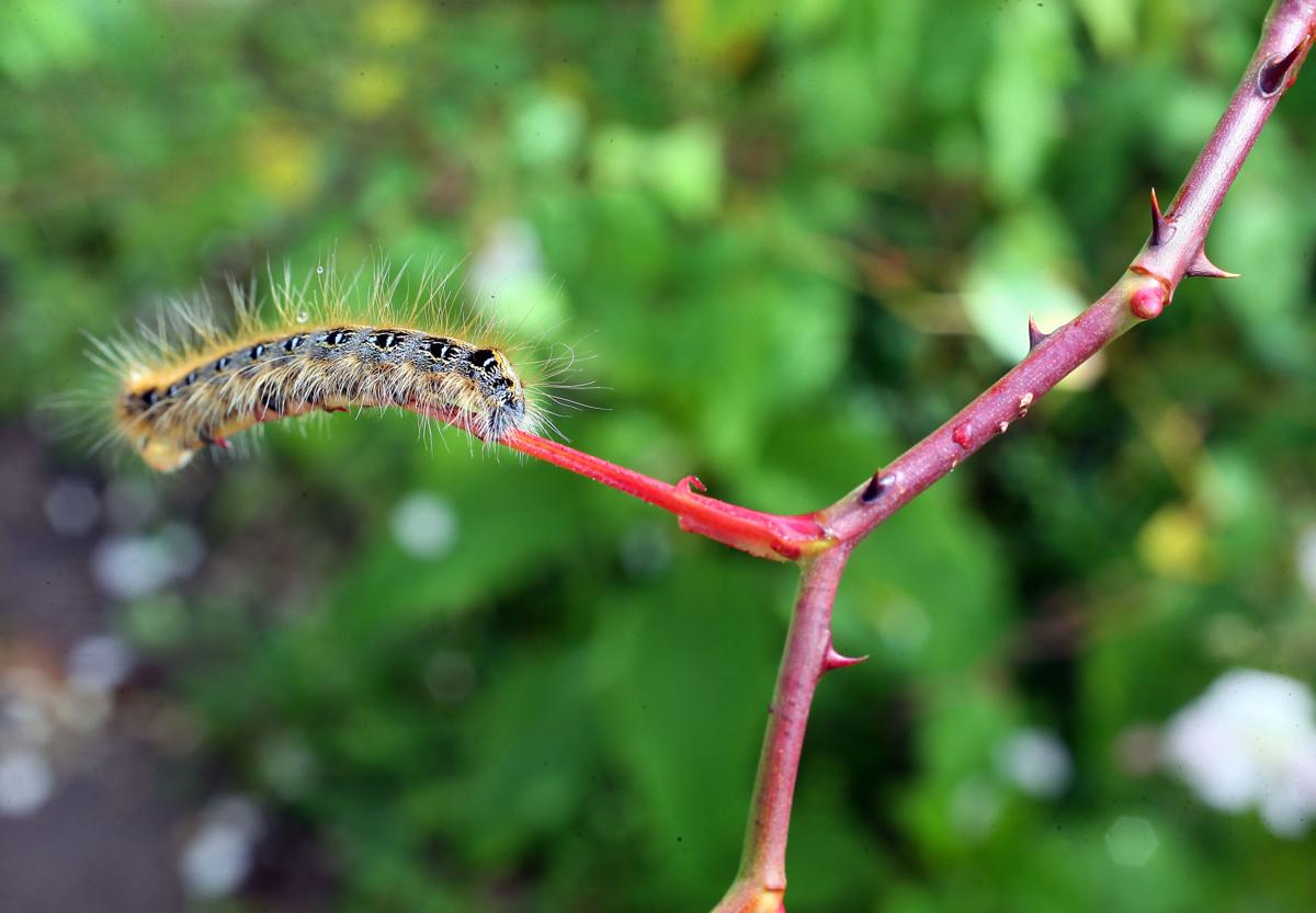caterpillar champneys rose.jpg