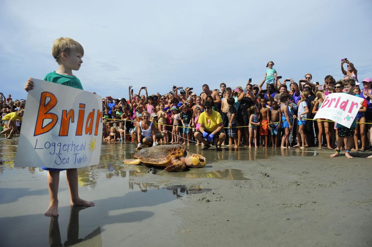 Loggerhead Release