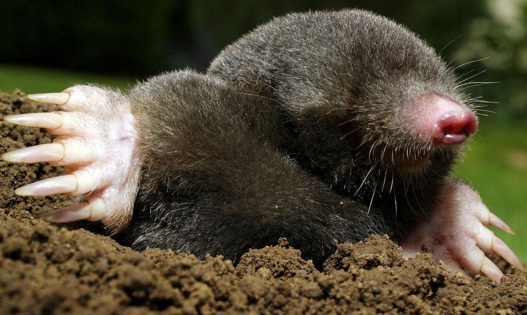 moles-or-voles-who-to-blame-for-lawn-damage-postandcourier