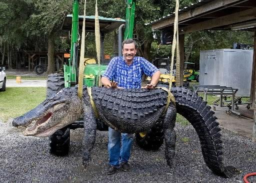 Local man bags 12-foot alligator | News | 0