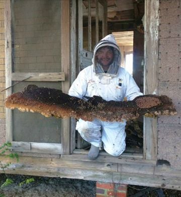 Man finds massive hive in old home Summerville's 'Critter' McCool extracts  world's largest comb | News 
