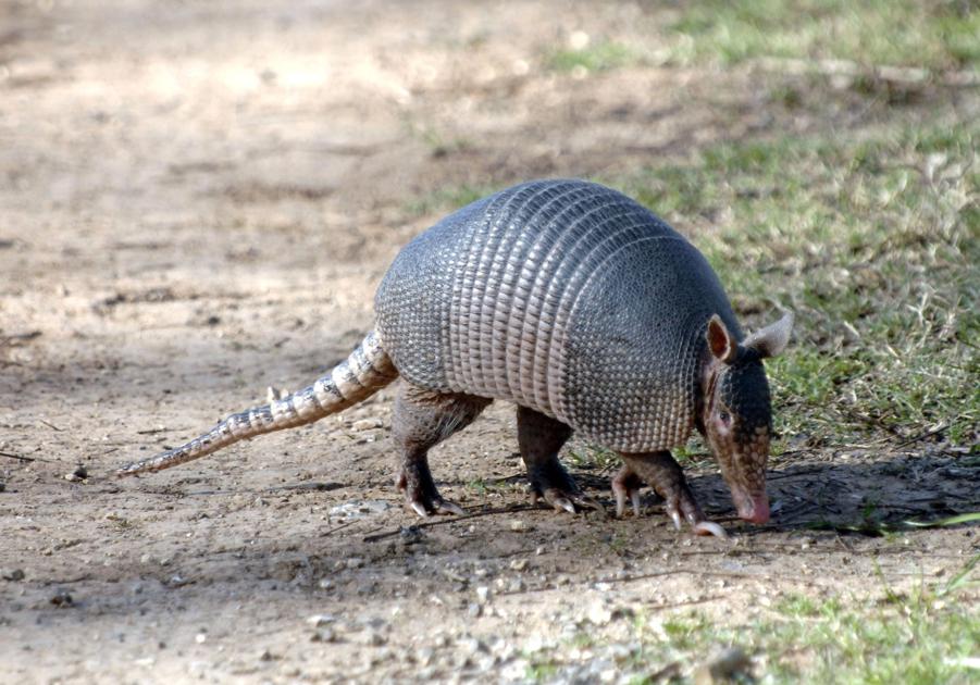 Armadillos take a chomp out of fire ants Archives